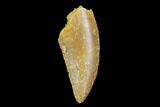 Serrated, Raptor Tooth - Real Dinosaur Tooth #94116-1